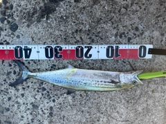 サゴシの釣果