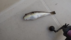 フグの釣果