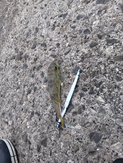 フグの釣果