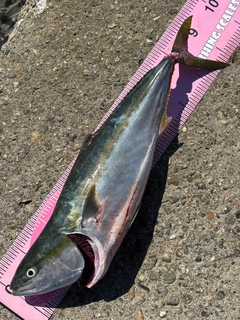 ブリの釣果