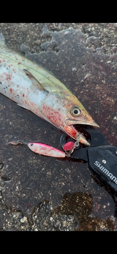 サゴシの釣果