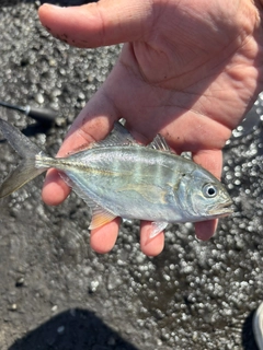 メッキの釣果