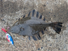 カワガレイの釣果