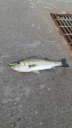 セイゴ（マルスズキ）の釣果
