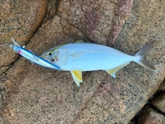 ショゴの釣果
