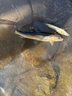 アユの釣果
