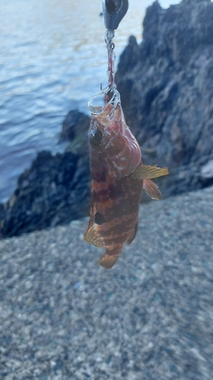 キジハタの釣果