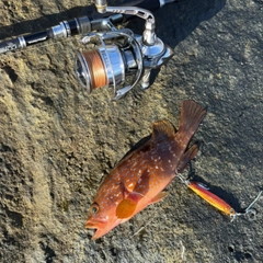 キジハタの釣果