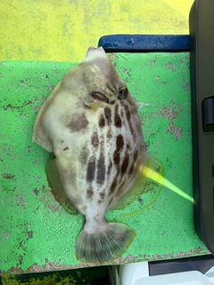 カワハギの釣果