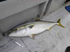 ブリの釣果