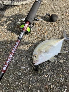 メッキの釣果