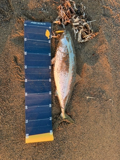 ブリの釣果
