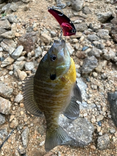 ブルーギルの釣果