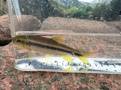 カワムツの釣果