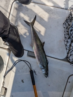 サゴシの釣果