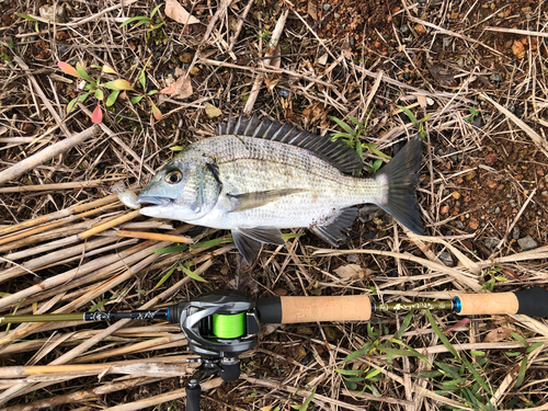 ミナミクロダイの釣果