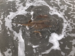 アカエイの釣果