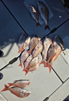 マダイの釣果