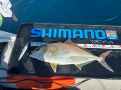 シオの釣果