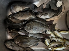 グレの釣果