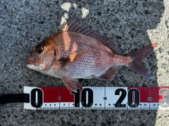 マダイの釣果