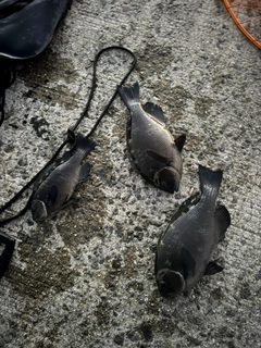 グレの釣果