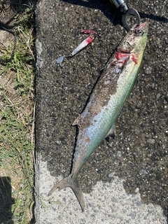 サゴシの釣果