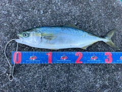 ワカシの釣果