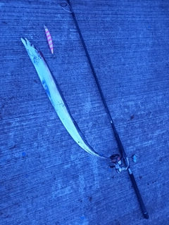タチウオの釣果