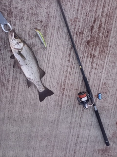 ヒラスズキの釣果