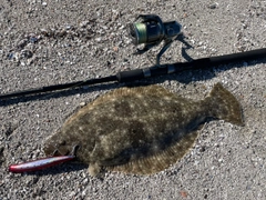ヒラメの釣果