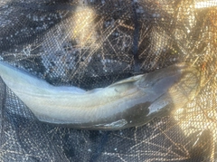 ナマズの釣果
