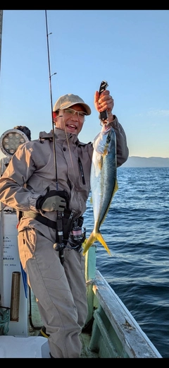 ヒラマサの釣果
