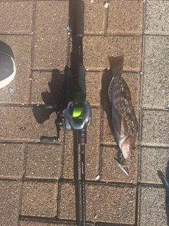 アイナメの釣果