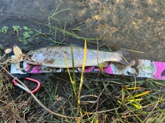 ニジマスの釣果