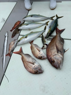 タイの釣果
