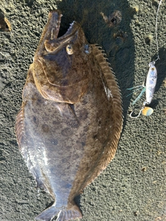 ヒラメの釣果