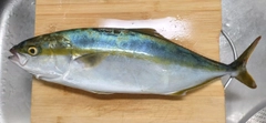 イナダの釣果