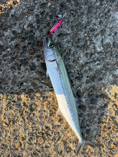 サゴシの釣果