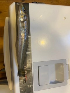 キスの釣果
