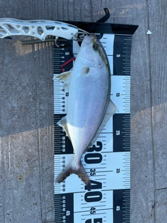 ショゴの釣果
