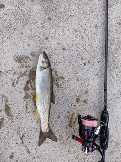 ウグイの釣果