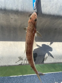エソの釣果