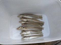 キスの釣果