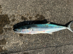サゴシの釣果