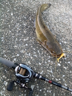 マナマズの釣果