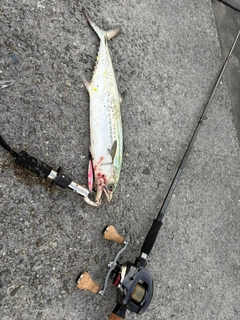 サゴシの釣果