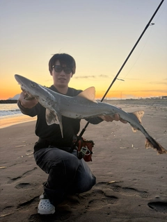 ホシザメの釣果