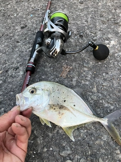 メッキの釣果
