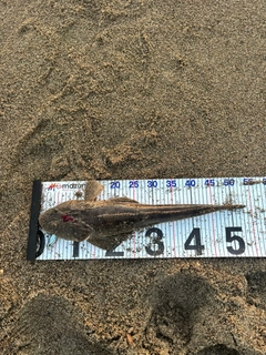 マゴチの釣果
